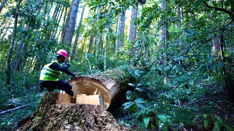 Speak up against active logging in the Red Tail Timber Harvest Plan!